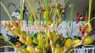 Maxillaria tenuifolia Цветение 2022 [upl. by Pfister]