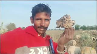 A lovely bird party village cooking recipe food mutton [upl. by Genesia]