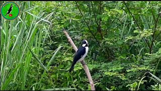 Bigodinho Cantando AO Vivo na Natureza [upl. by Ymor125]