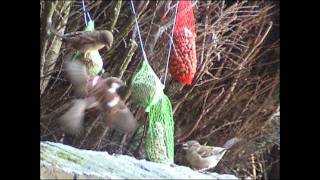 Video 27 Hongerige vogels in de winter [upl. by Sleinad961]