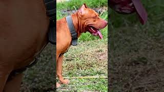 Top 5 Aggressive Dog Breeds Meet the Fiercest Canines [upl. by Lletnuahs]