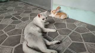 Rabbit and Min cat lay peacefully next to each other [upl. by Curhan]