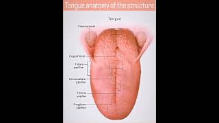 Structure of tongue [upl. by Skoorb]