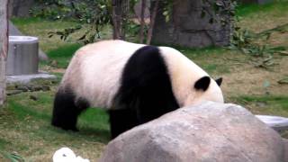 Ailuropoda melanoleuca Hong Kong Ocean Park [upl. by Poirer867]