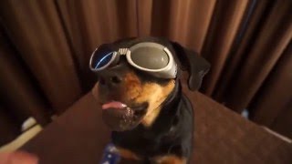 Doggles Sunglasses for Dogs [upl. by Fording]