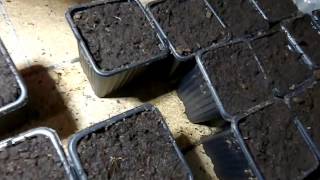 Como Germinar semillas de dionaea venus flytrap Año 2016 [upl. by Nwahsek889]