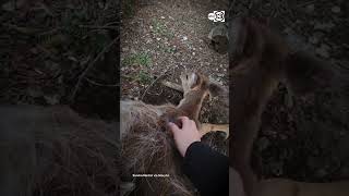 Good Samaritans Rescue Fawn Found in Tuft Spot [upl. by Ydurt54]