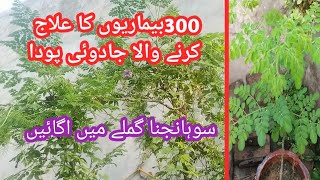 How to Grow Moringa Maracle tree Sohanjana [upl. by Nanny]