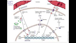 Lipophilic hormone actions [upl. by Ayiak]