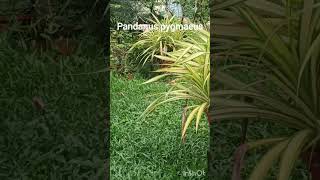 Pandanus shortvideo gardenplants [upl. by Demetris910]