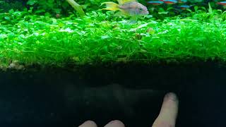 Training my Glossostigma Elatinoides carpet [upl. by Parthen]