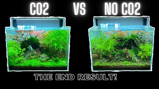 CO2 VS NO CO2  SIDE BY SIDE COMPARISON  THE DIFFERENCE CO2 MAKES IN GROWING PLANTS [upl. by Metts13]