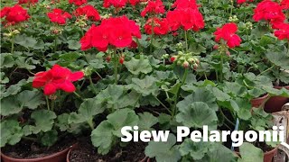 Siew Pelargonii quotPelaśkiquot [upl. by Yragerg]