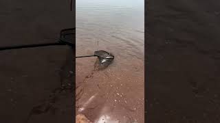 Fishing With Seven At Amazing Antero Reservoir In Hartsel Colorado fishing shorts world trout [upl. by Hughmanick615]