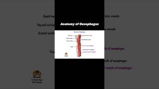 Oesophagus  Link in description  Dr Rahul Bagla Teaching ENT [upl. by Hazaki206]