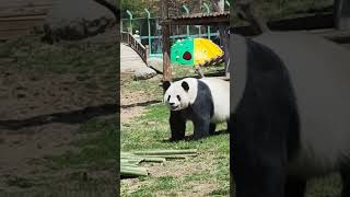 Chinas Yabuli Panda World Home to a BEAUTIFUL Panda [upl. by Ydda]