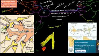 C73 Neurons  electrochemical messengers HSC biology [upl. by Rabah628]