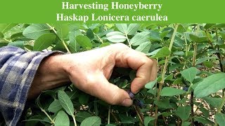 Harvesting Honeyberry Haskap Lonicera caerulea [upl. by Heather]