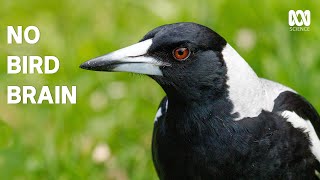 Magpies are even smarter than you think  The Secret Lives Of Our Urban Birds [upl. by Laird]