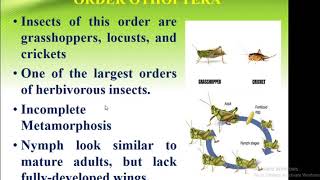 Classification Of Insect Order Orthoptera  Forest Education [upl. by Nigam]