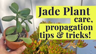 Jade Plant  Succulent Care amp Propagation [upl. by Erialc]