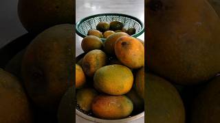 How to ripen a mangohow to ripen mangoes at homeripening of fruitsfood mango juicetestysweet [upl. by Komsa]