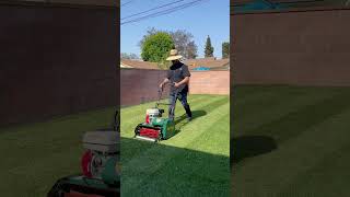 Catalyst Lawn Reel Mower in action gardenequipment lawnreelmower catalyst grass sissygrass [upl. by Lamahj]