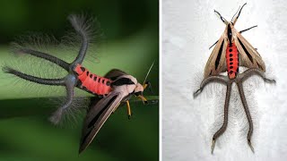 Creatonotos Gangis Insect With Hairy Tentacles Is Apparently Just A Moth [upl. by Leddy]