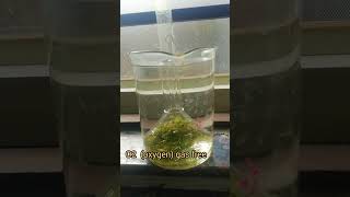 Photosynthesis process Hydrilla plant [upl. by Idham593]