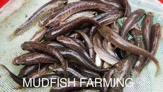 Mudfish Farming  Kenya 🇰🇪 [upl. by Doralia162]