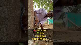 🍒 காய்க்காத 🌳 மரம் காய்த்தது Result இதோ MudPot Channel [upl. by Fair655]