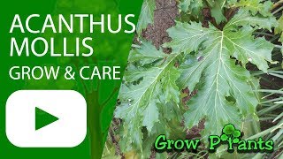 Acanthus mollis  How to grow [upl. by Danielson]