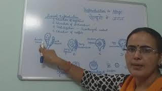 Reproduction in Albugo BSc PartI Dr Vinod Kumari [upl. by Nauht]