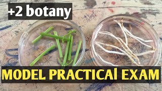 2 botany  model practical exam  sameerapp [upl. by Turoff]