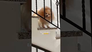 Kiko in attesa😋😁🤭youtubeshortpetsdogpureloveamorecoccolefunnyforyoufoodfunnyviral [upl. by Nodaj579]