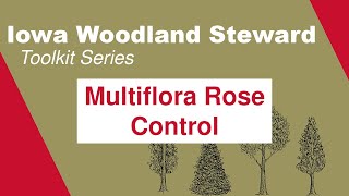 Multiflora Rose Control Iowa Woodland Steward Toolkit Series [upl. by Salkin277]