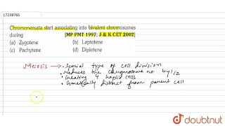 Chromonemata start associating into bivalent chromosomes [upl. by Ephraim]