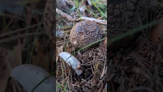 Amanita rubescens Comestible pero mucho ojo [upl. by Bartosch]