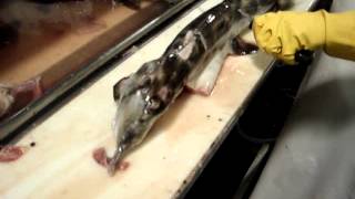 Filleting Elephant Fish  by Dean Grooby Knifetechnz Ltd [upl. by Ttennaej42]