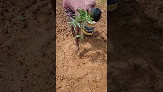 Drenching of tricoderma in plants farming agrico organicfarm [upl. by Attenrad]