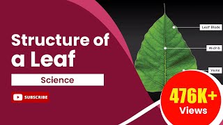 Structure of a Leaf  Science Tutorial [upl. by Henley]