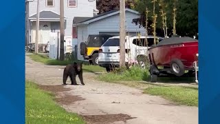 Black bear spotted meandering through Ludington [upl. by Elyn]