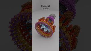 Bacterial flagellar motor animation science new [upl. by Gereron]