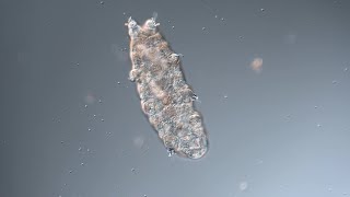 Rehydrating a tardigrade back to life [upl. by Oirramaj]