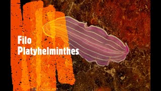 Filo Platyhelminthes [upl. by Orlina]