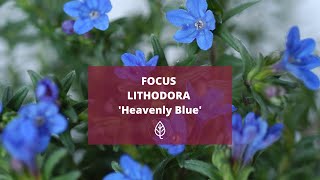 FOCUS  LITHODORA Heavently Blue [upl. by Renruojos]