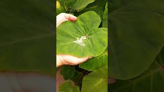 Water Repellent Colocasia Leaf Shorts [upl. by Bink]