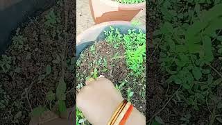 kalupu nivvarana SPGarden28199  farming AgricultureRaithu [upl. by Nonnah]