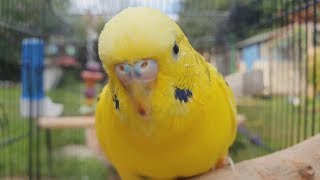 2 Hours of Budgie Best Friends  Mango and Chutney  Singing and Talking Sounds [upl. by Orji630]