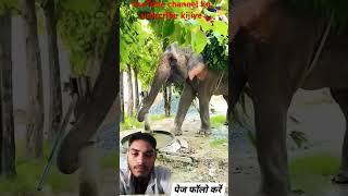 Name Tera ratate elephant animals YouTube teamactors nature [upl. by Orten]